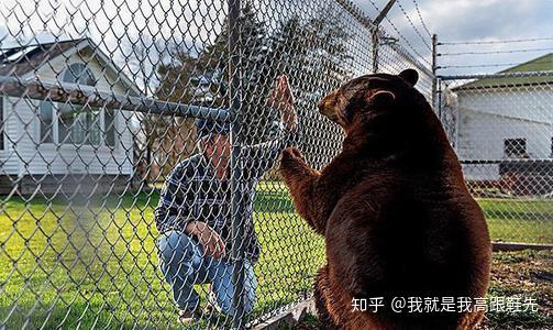 如何看待上海野生動物園飼養員實施作業時被熊攻擊不幸遇難一事類似