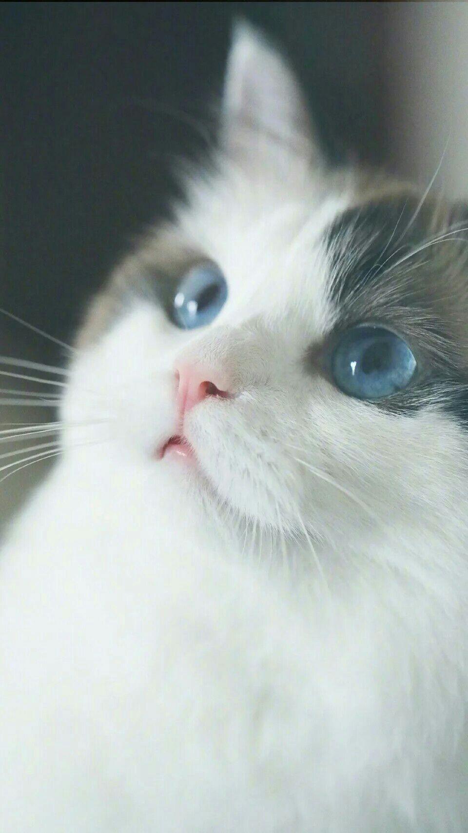 有哪些值得推荐的qq聊天背景照片