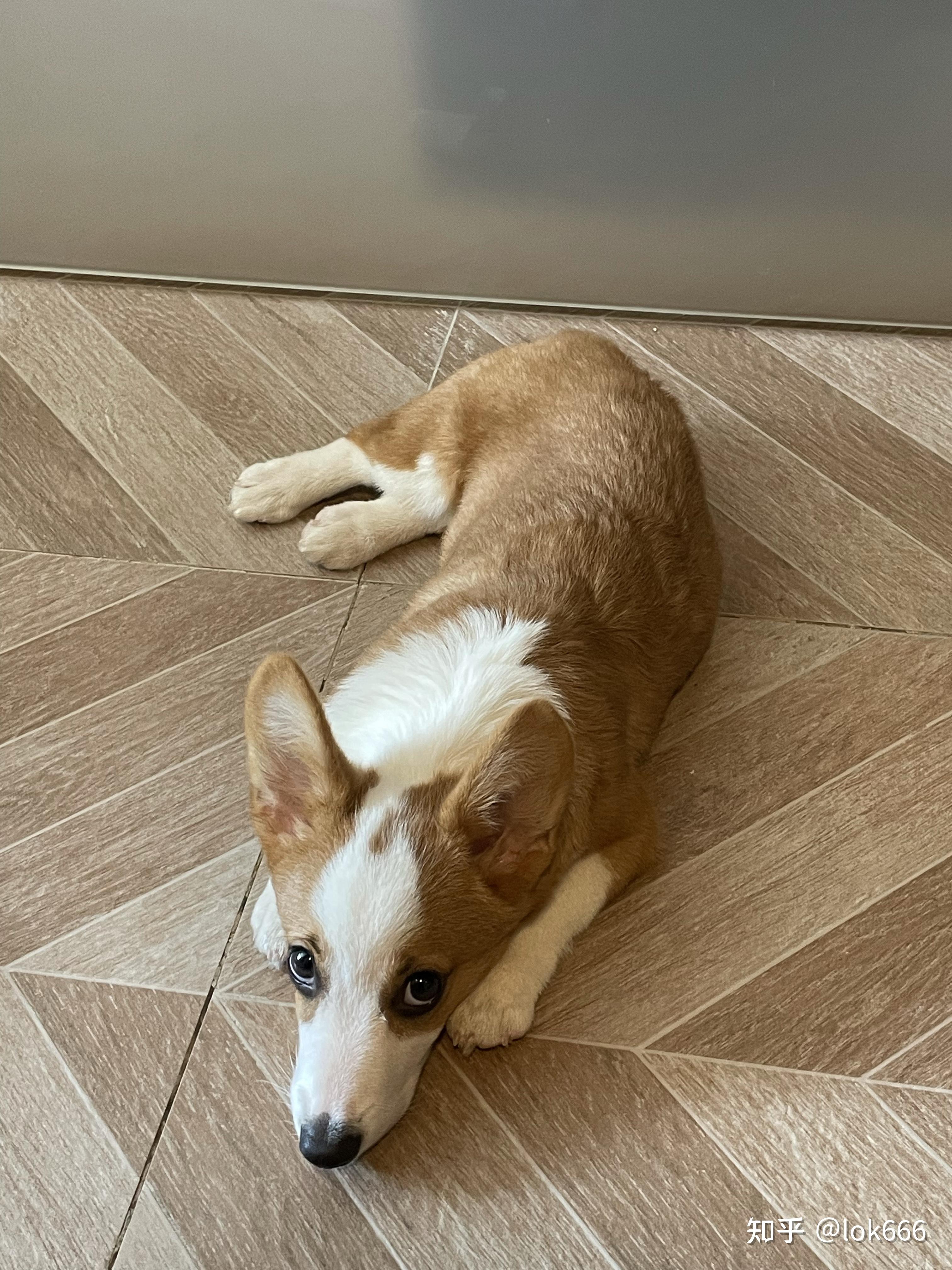 三个月的小柯基专注度低,而且一出门就喜欢跟着陌生人走怎么办 ?