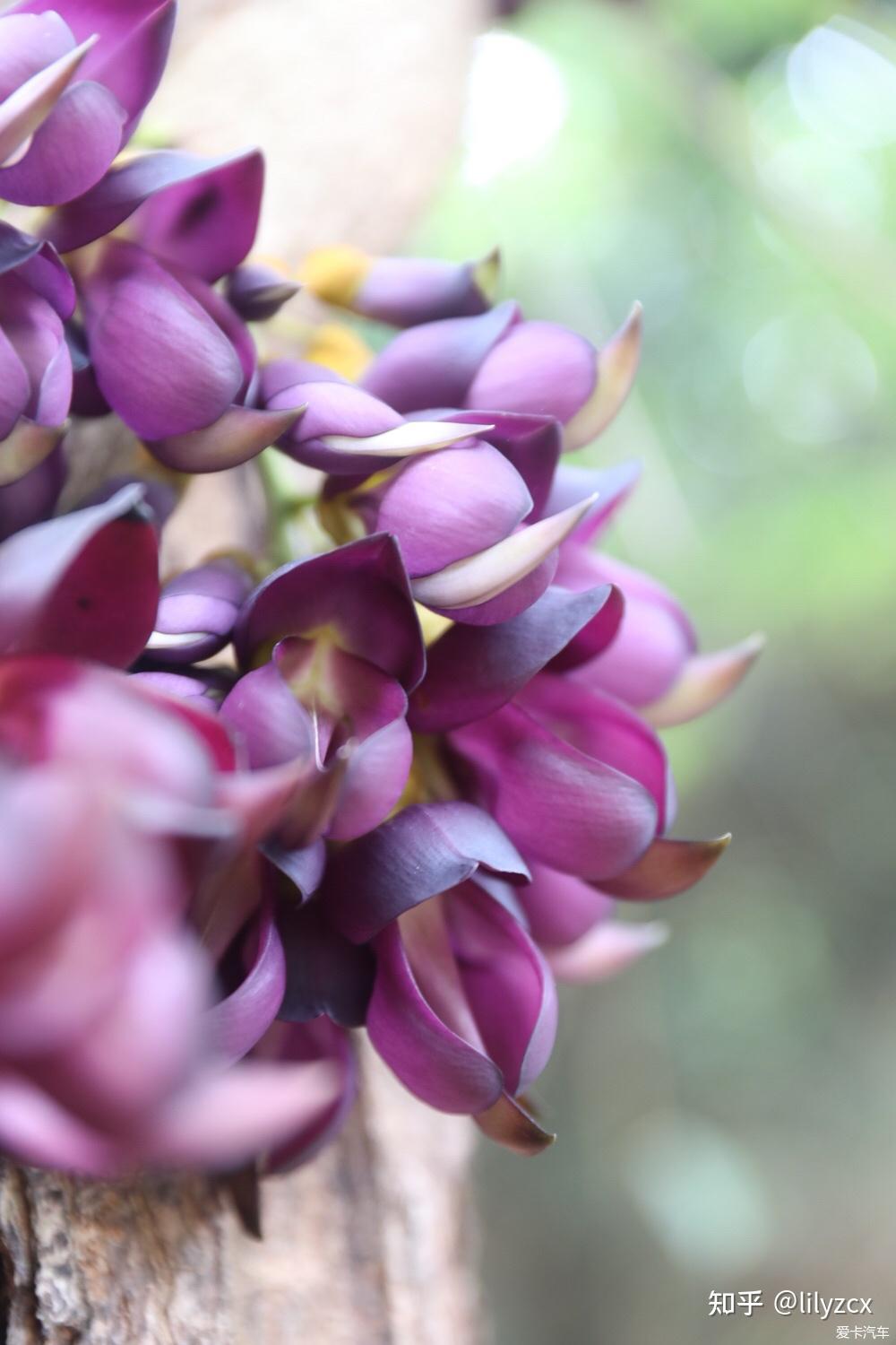 东莞哪里可以看到禾雀花? - 知乎