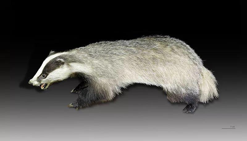 鼬獾怎么读:闰土抓的猹具体是哪一种生物?插图10