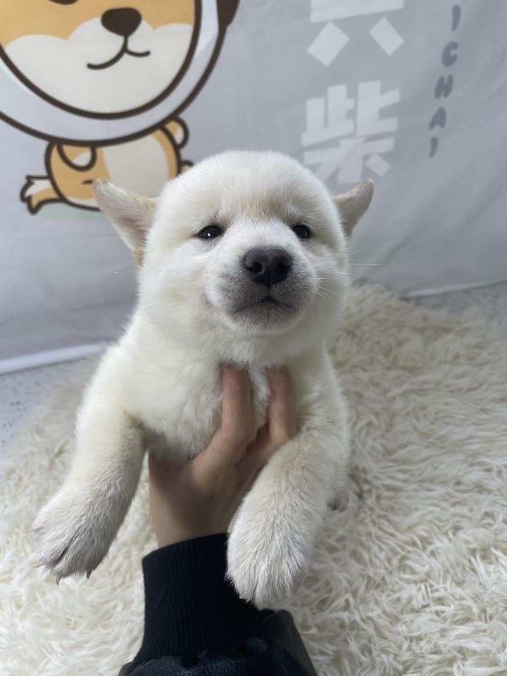 白柴价格怎么样呢?白柴是纯种柴犬吗? - 知乎