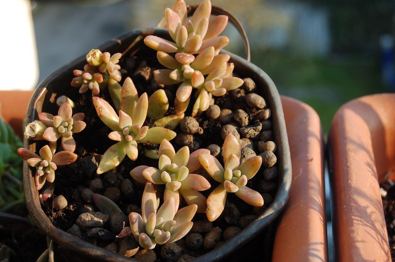 多肉植物怎么搭配