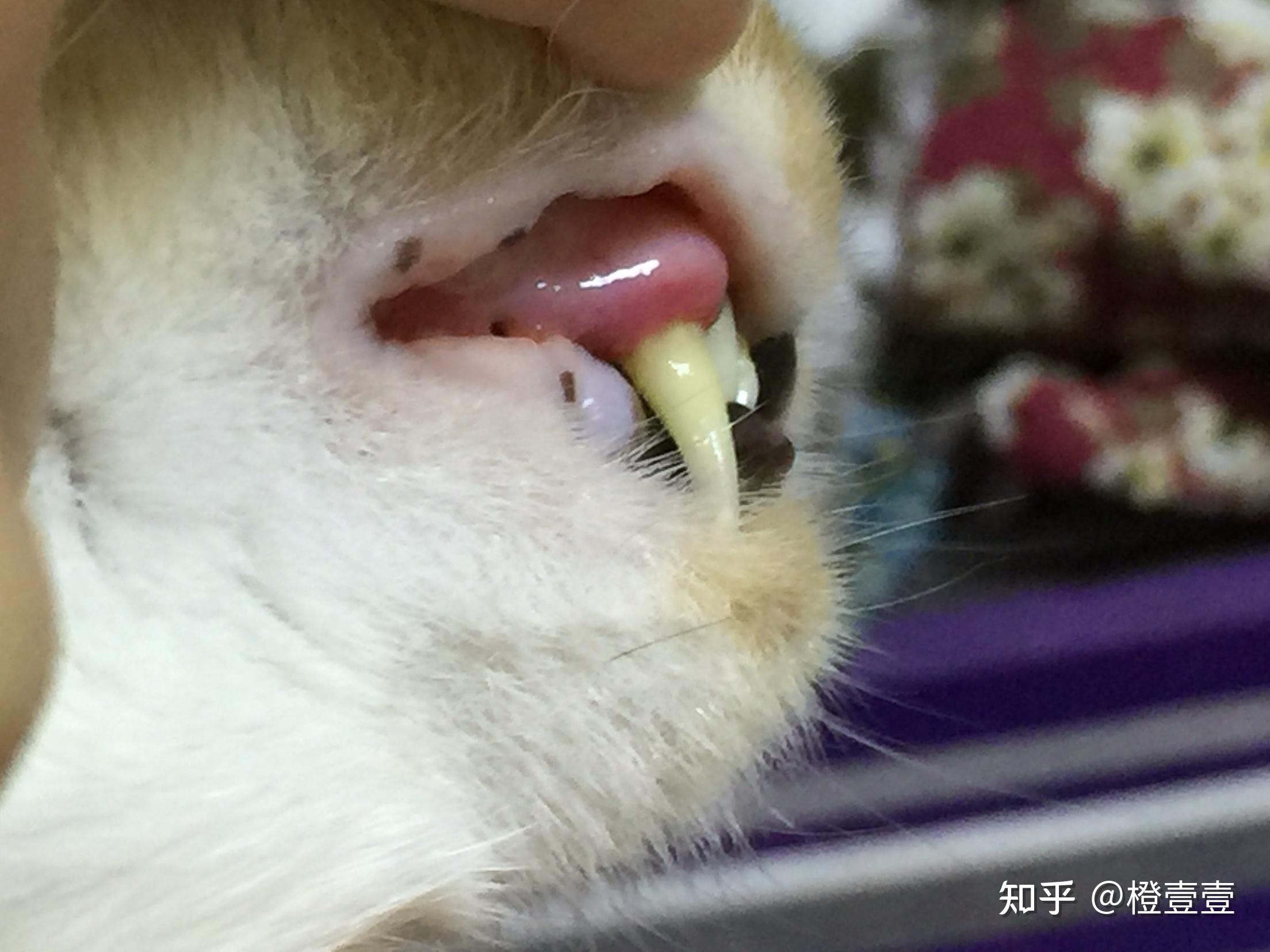 猫口炎（Feline Stomatitis）：辨识、认知、控制与治愈 - 知乎