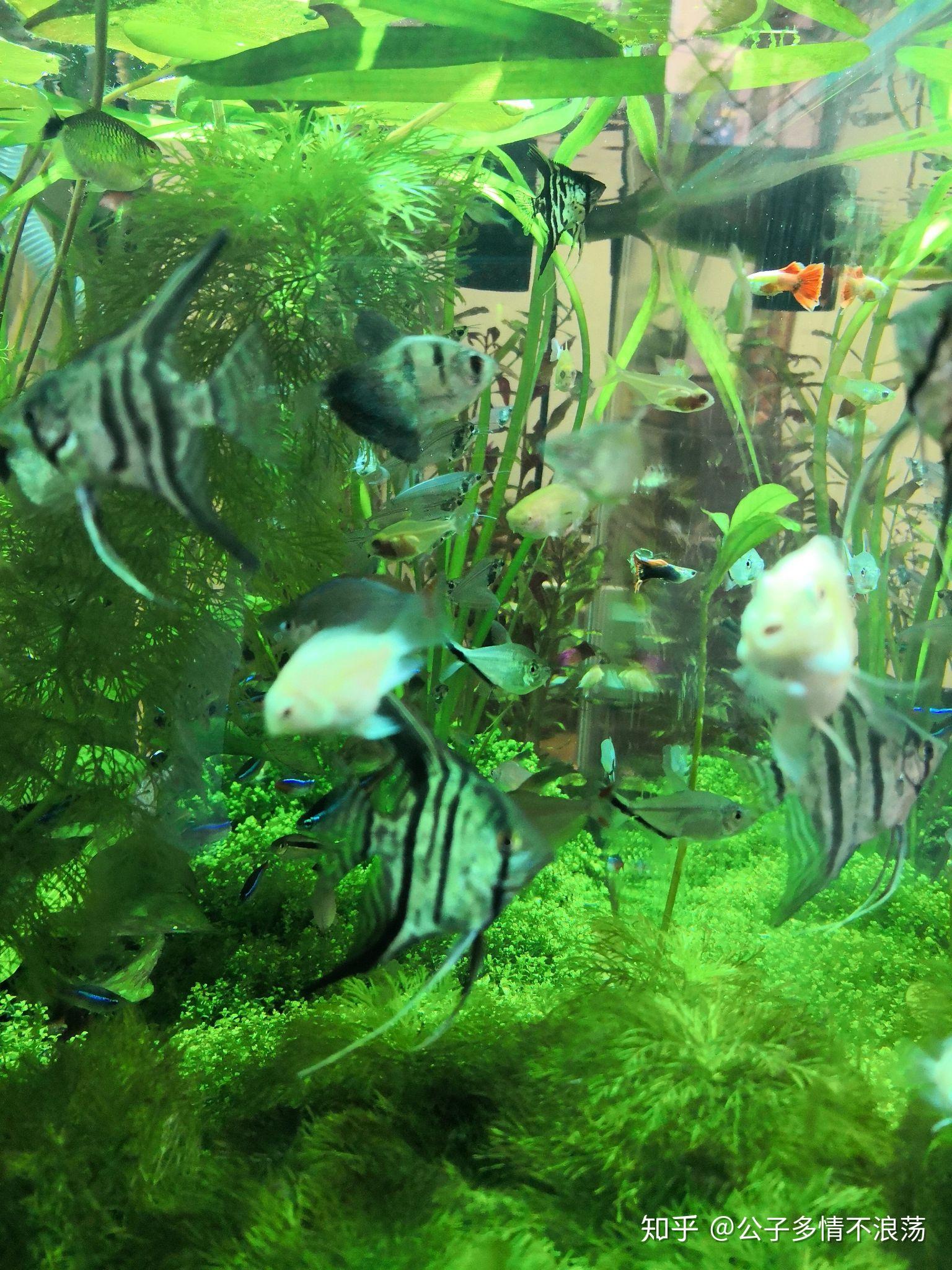 80x45x45cm的鱼缸养什么热带鱼好