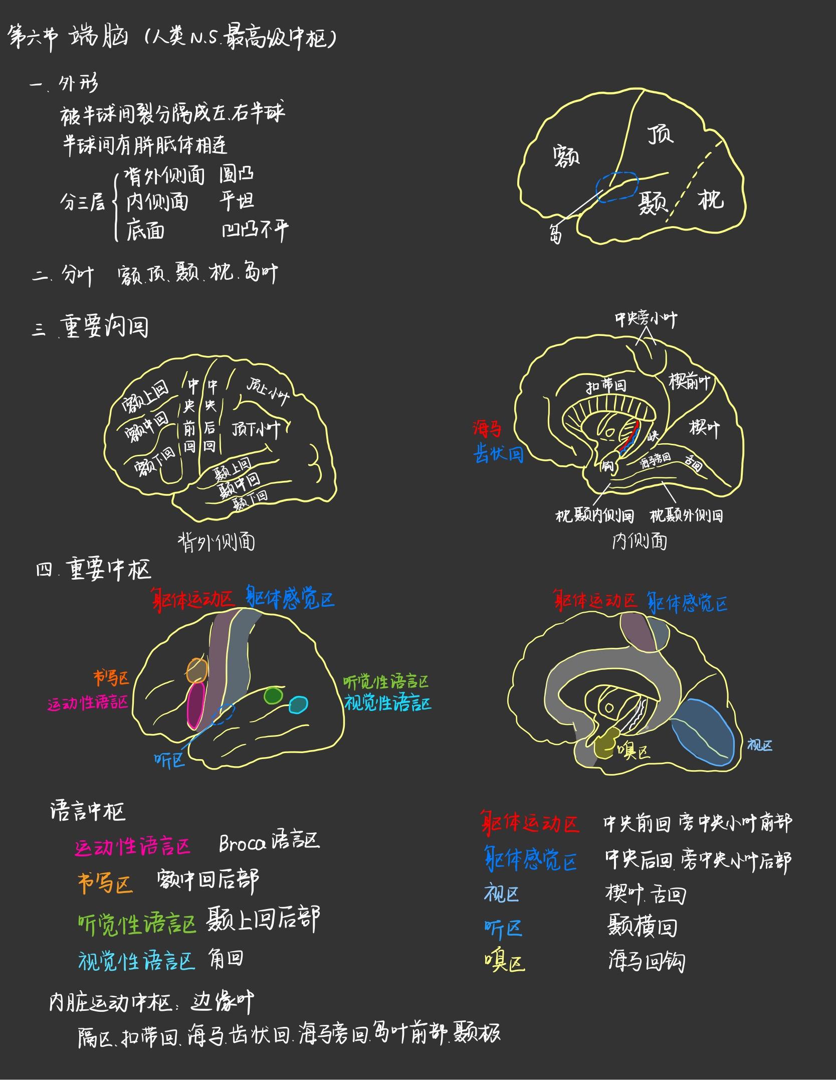 1分钟中枢图解图片