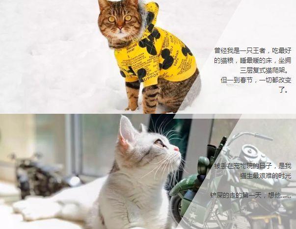 狗狗怎么快递托运 v2-51d2104a5cca978904d368509d0b9593_1440w.jpg?source=172ae18b