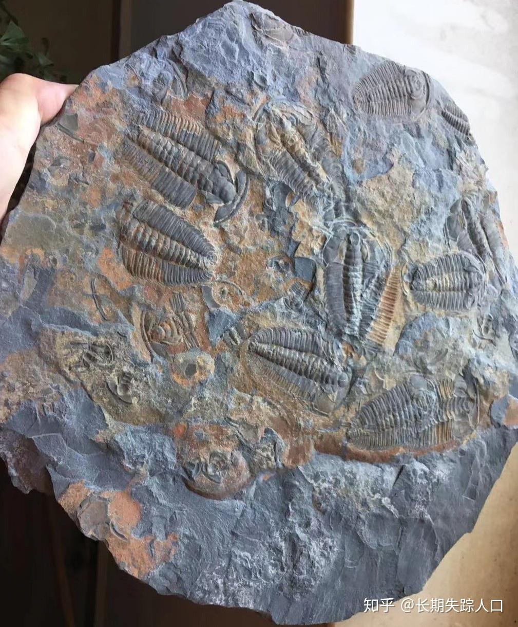 爱好者常见古生物化石 中华翼形莱德利基虫 - 知乎