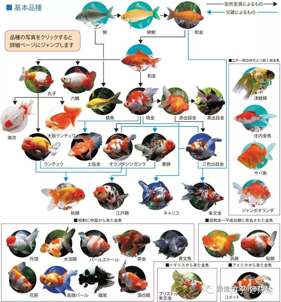 金魚的進化就更明顯突出!