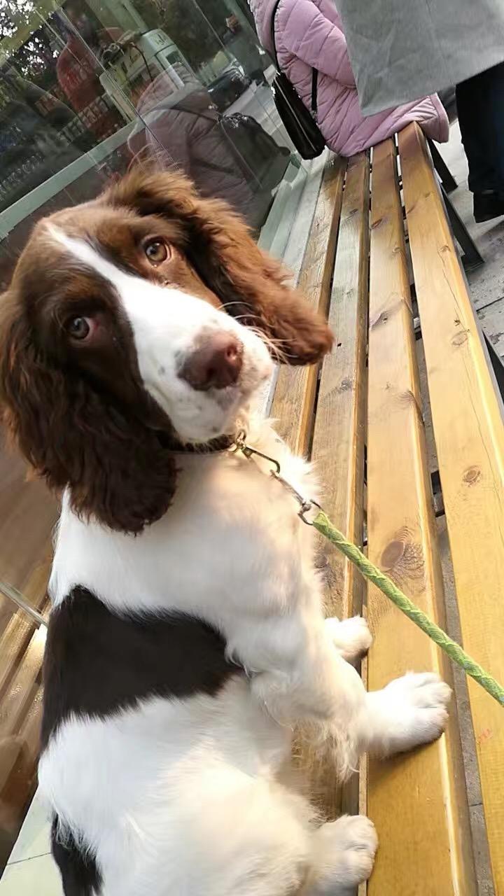 这是什么品种的警犬呀? - 知乎