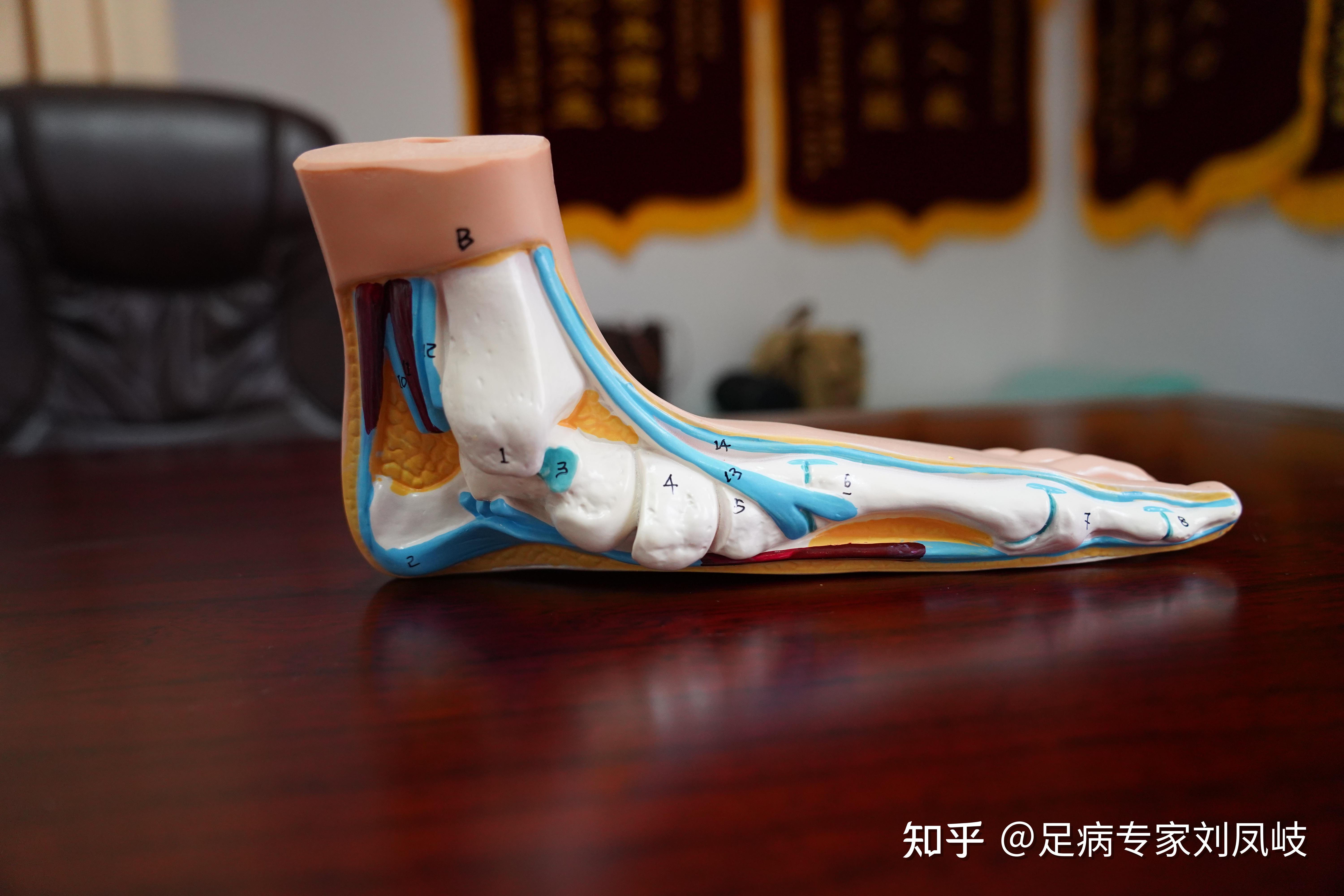 脚跟疼痛的症状是什么？ 知乎 
