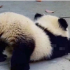 开摆