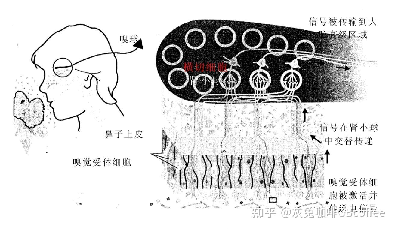 味道是如何产生并如何被感知的