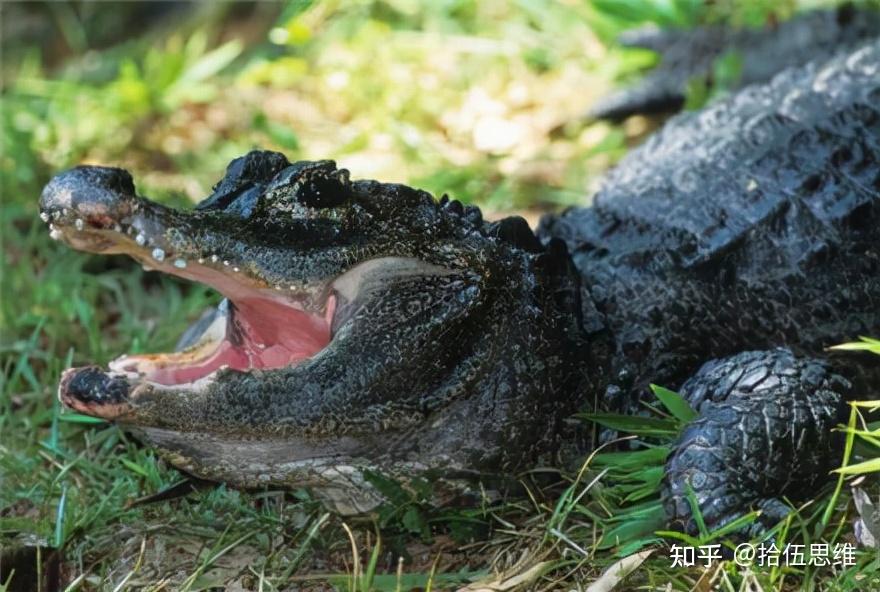 一刀下去把冷冻死鳄鱼砍活了鳄鱼真的能吃吗