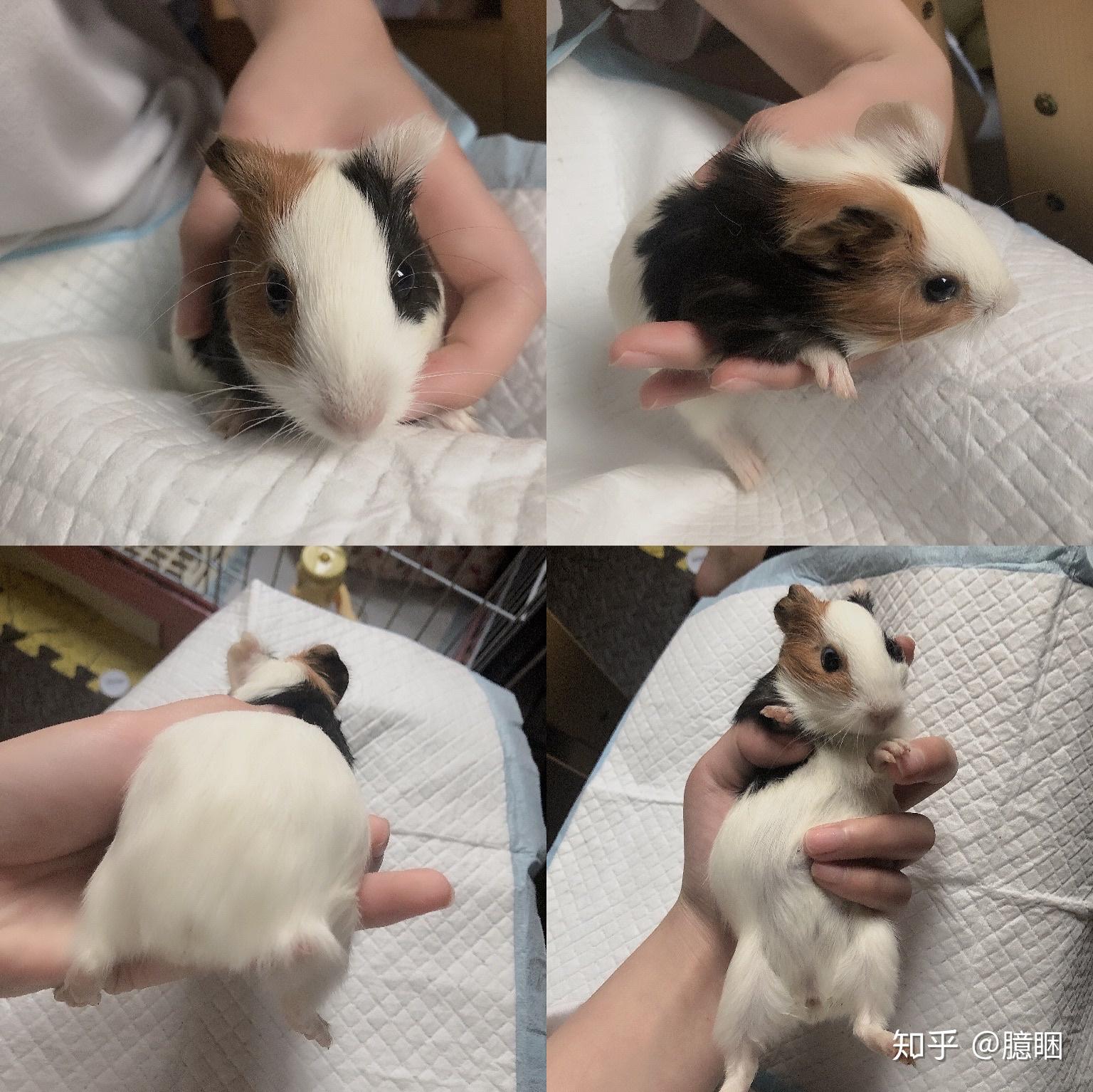 领养三色荷兰猪(豚鼠)