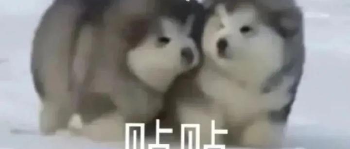 贴贴表情包
