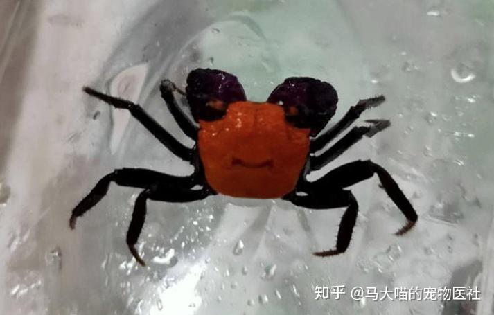 拿恶魔蟹当宠物,你就是这条街最靓的仔! - 知乎