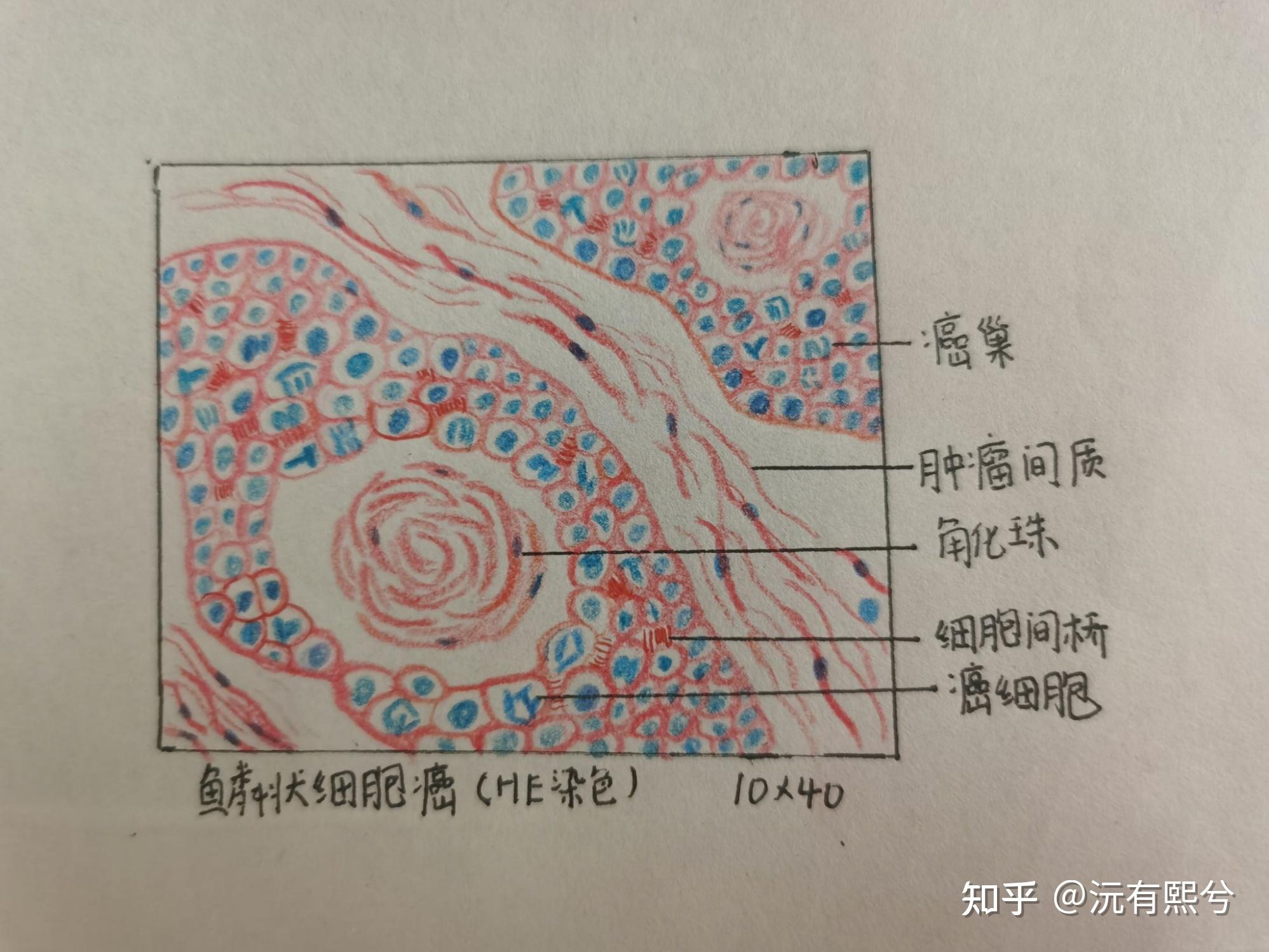 蛙卵单细胞切片手绘图图片