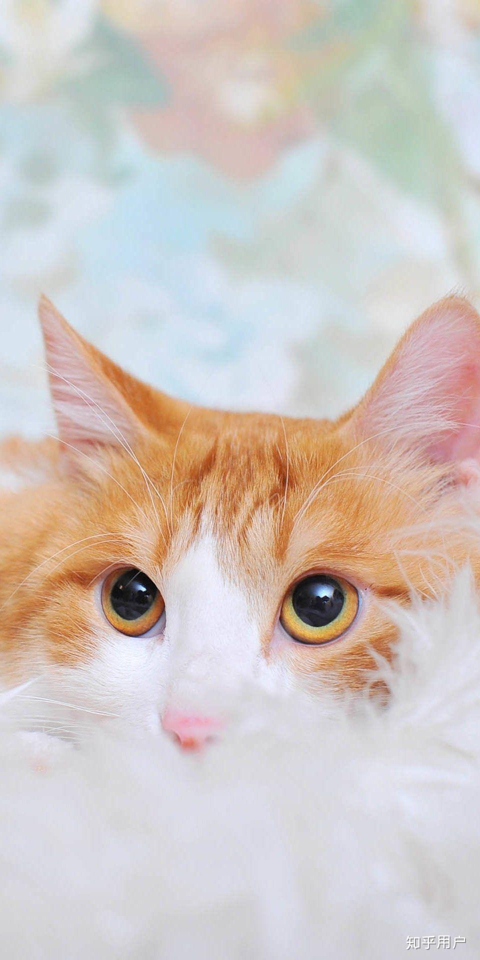 有什么美得不可方物的壁纸