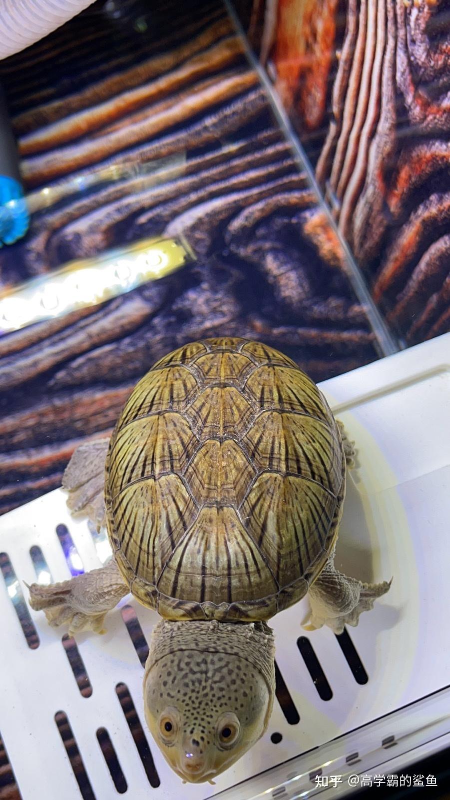 龟龟可以有多可爱? - 知乎