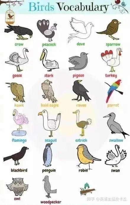 150个动物类英语词汇大全 收藏起来慢慢背 知乎