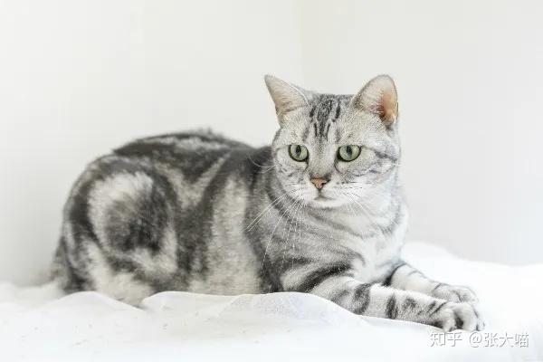 猫咪被主人抛弃后患上抑郁症瘦到皮包骨让无数网友心疼不已