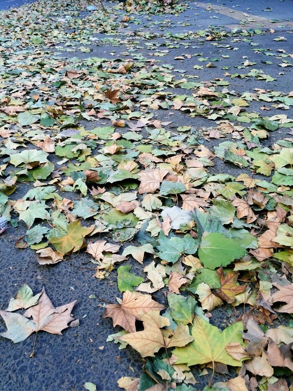 西安,一场雨之后家门口的梧桐树,绿色黄色的树叶堆了满地.