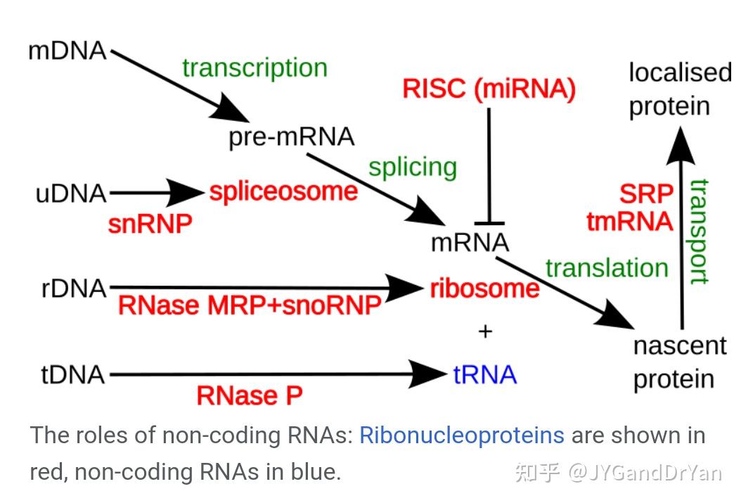 microRNA与癌症 - 知乎