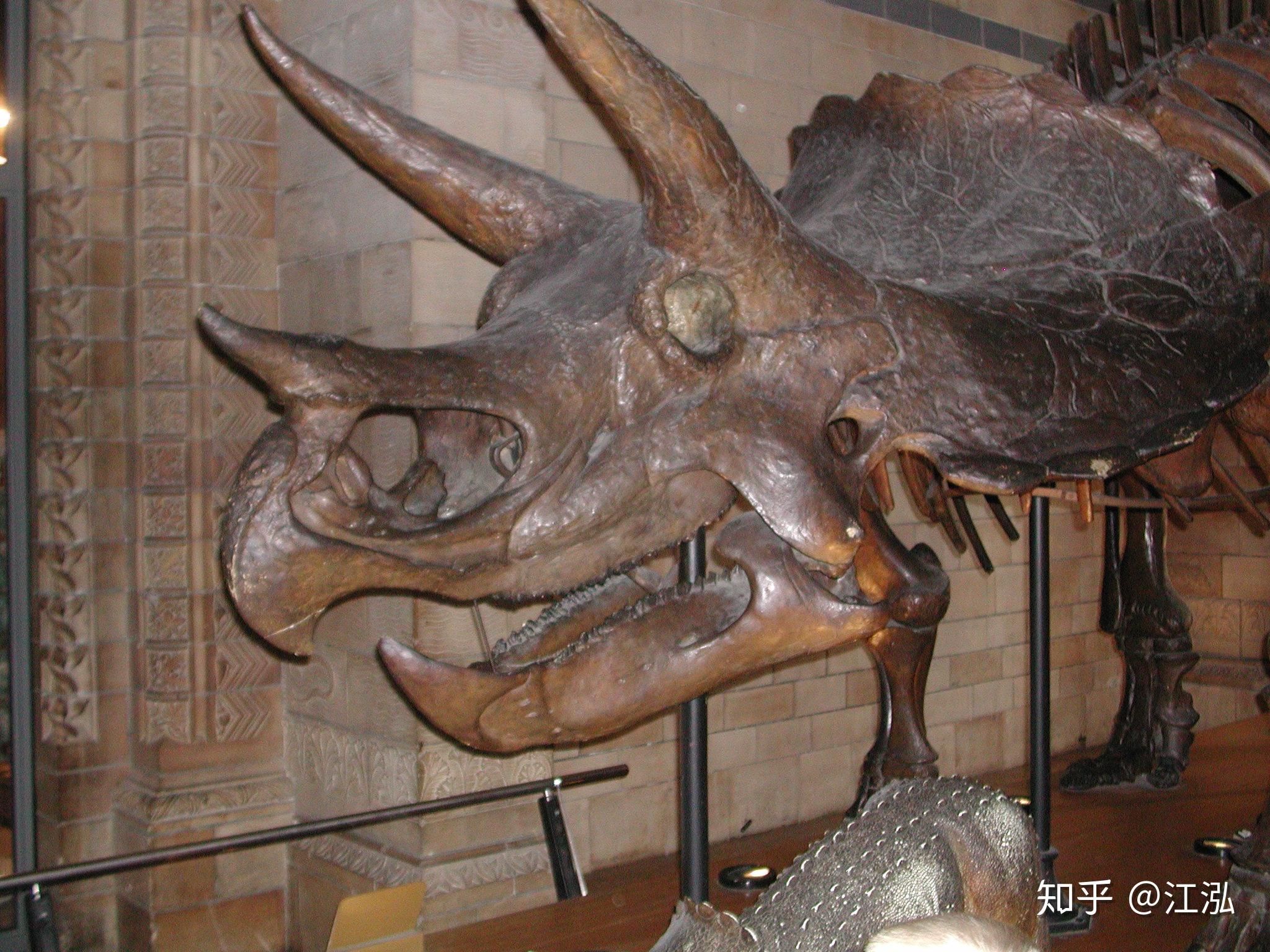 三角龙有哪些重要的特征