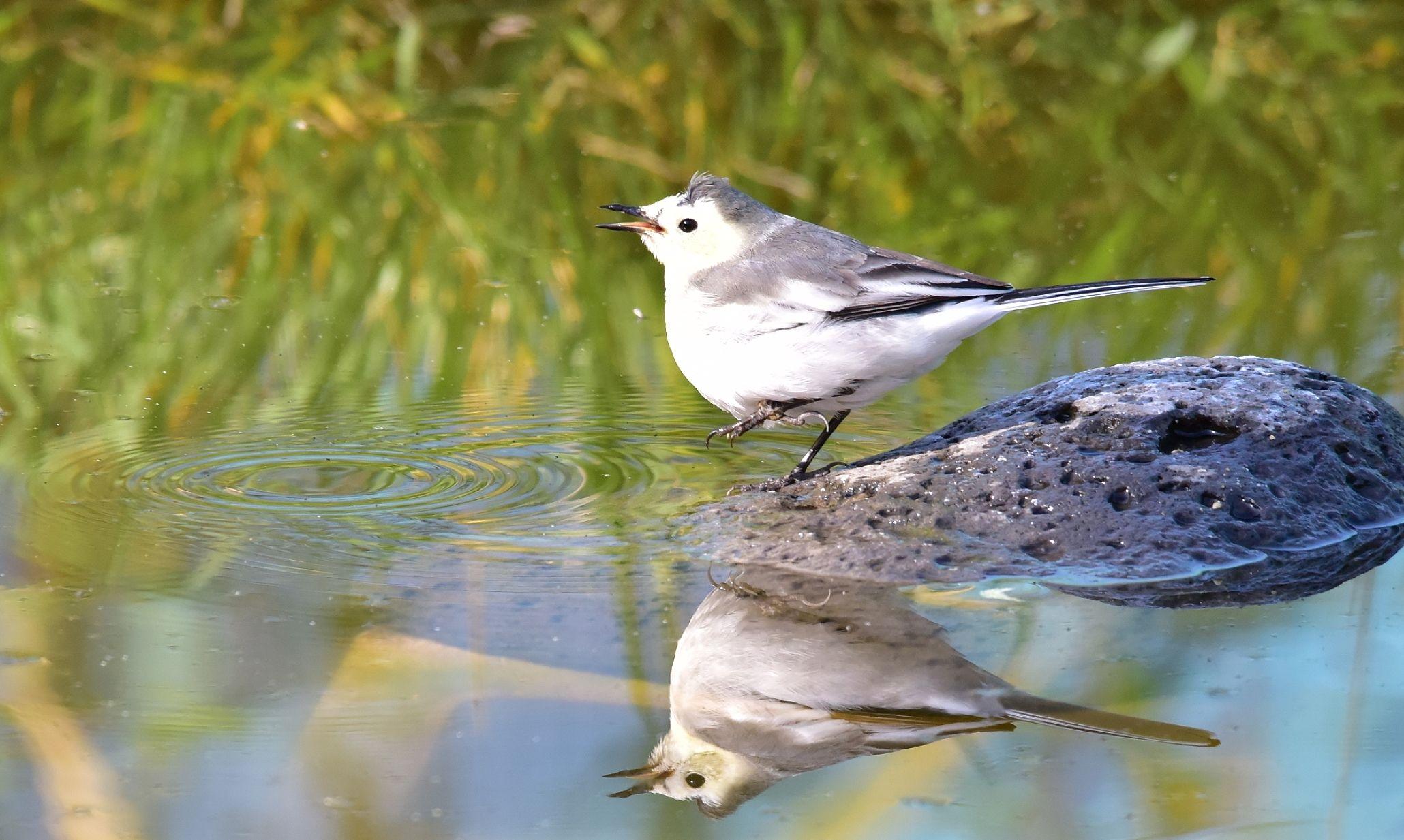 漂亮的白鹡鸰 - 知乎