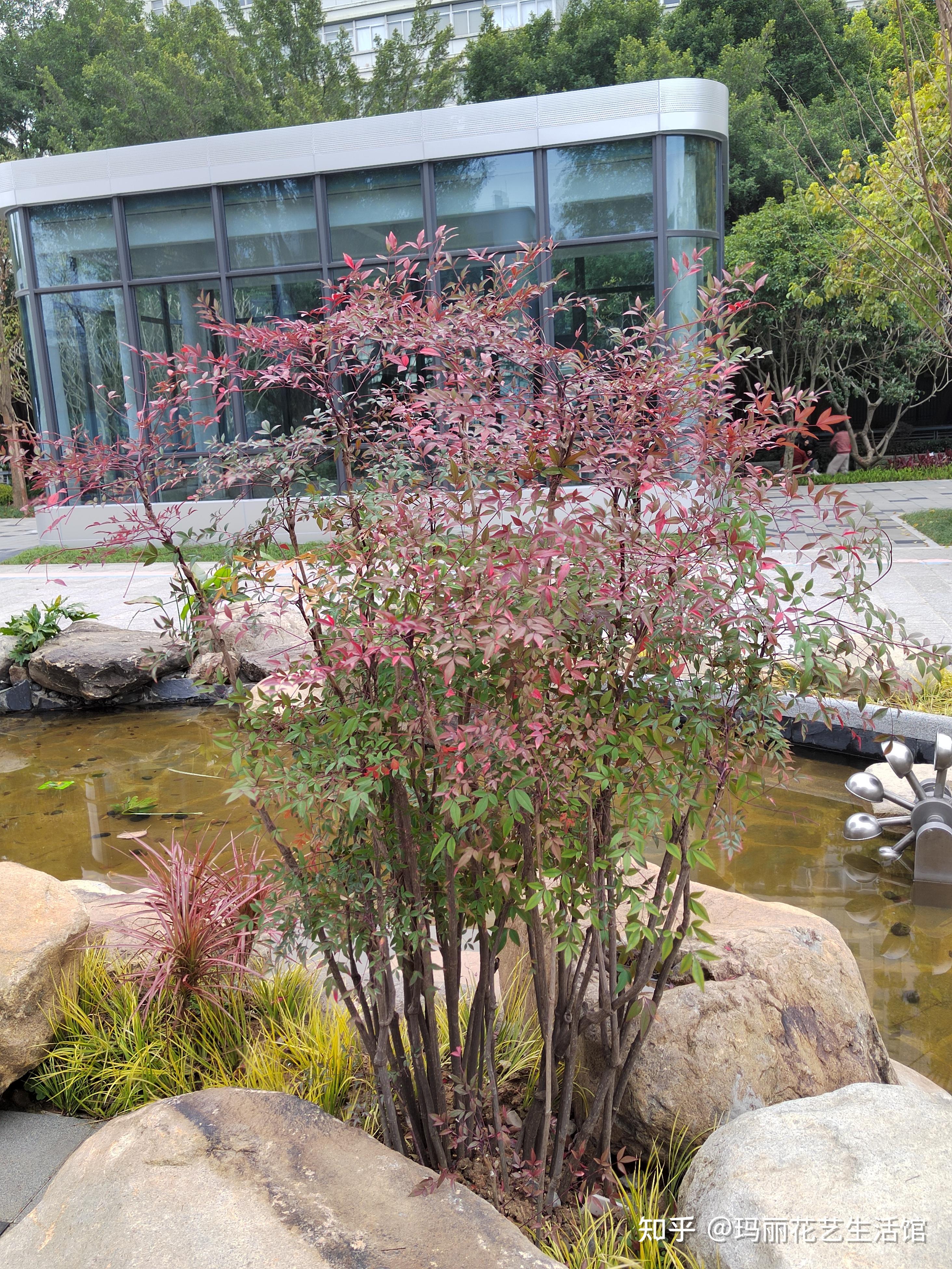 叶子会变色家庭园艺新宠南天竹要这样养才漂亮