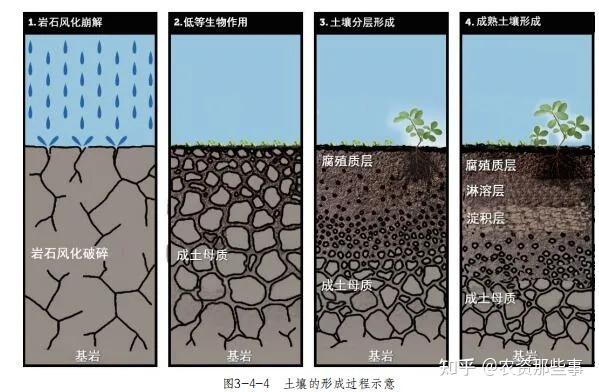 什么是腐殖化与腐殖质