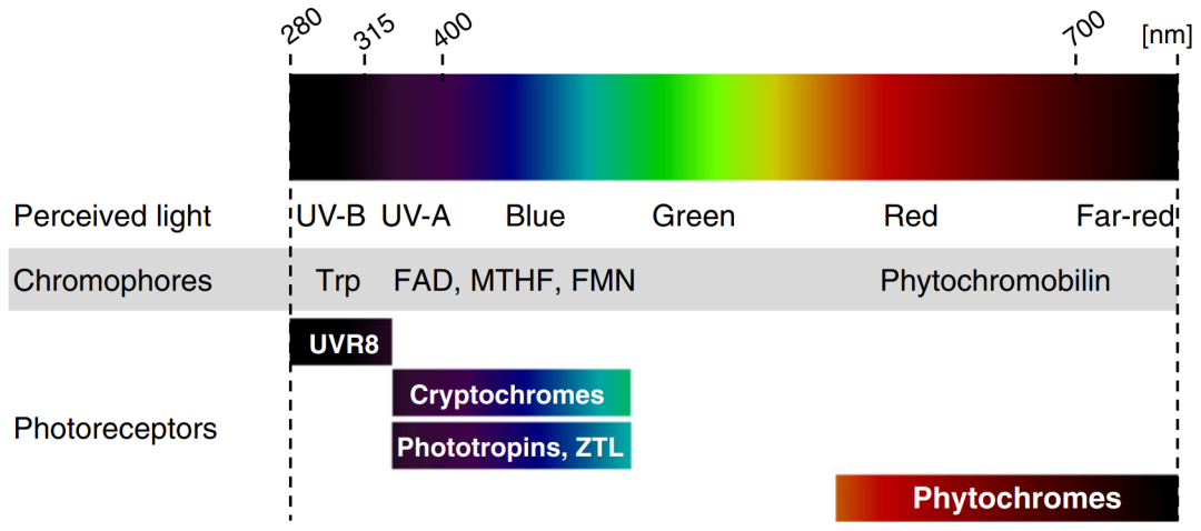 植物的“眼睛”——光受体 - 知乎