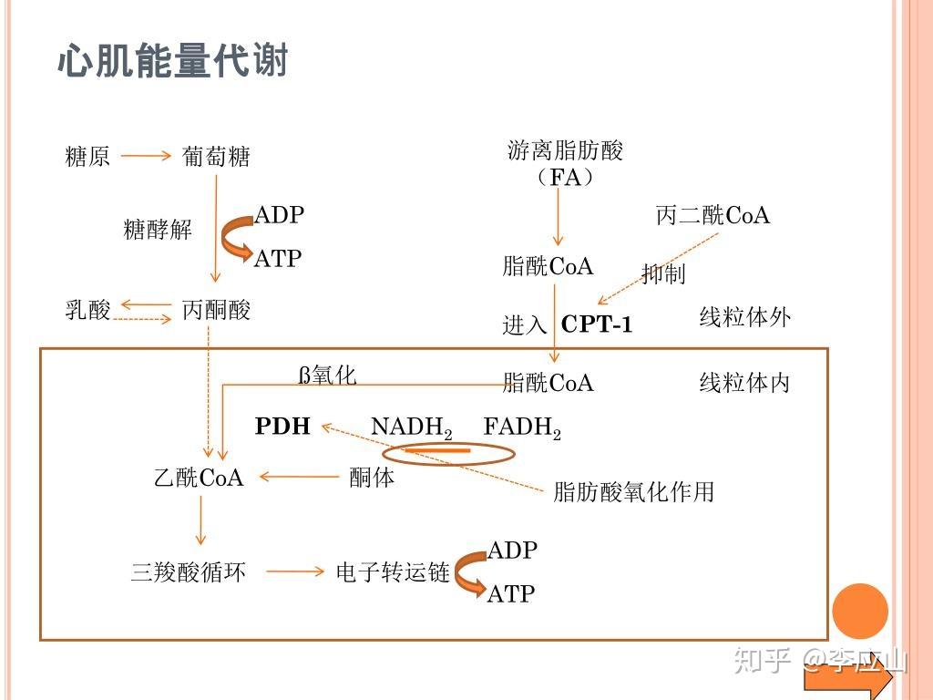 人体能量代谢 - 知乎
