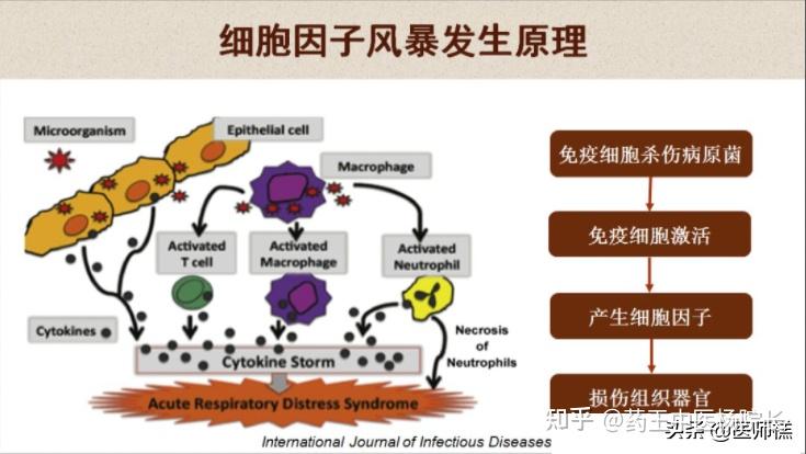 细胞因子风暴图片