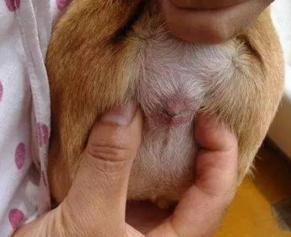 狗狗肛门肿胀图片