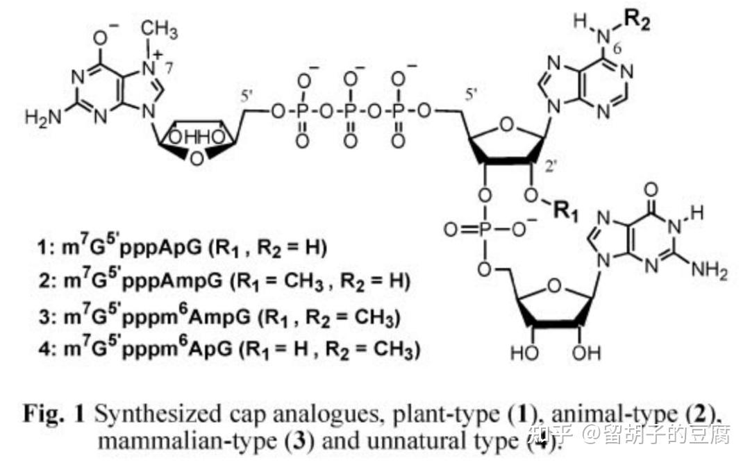 真核生物mRNA帽子结构图片