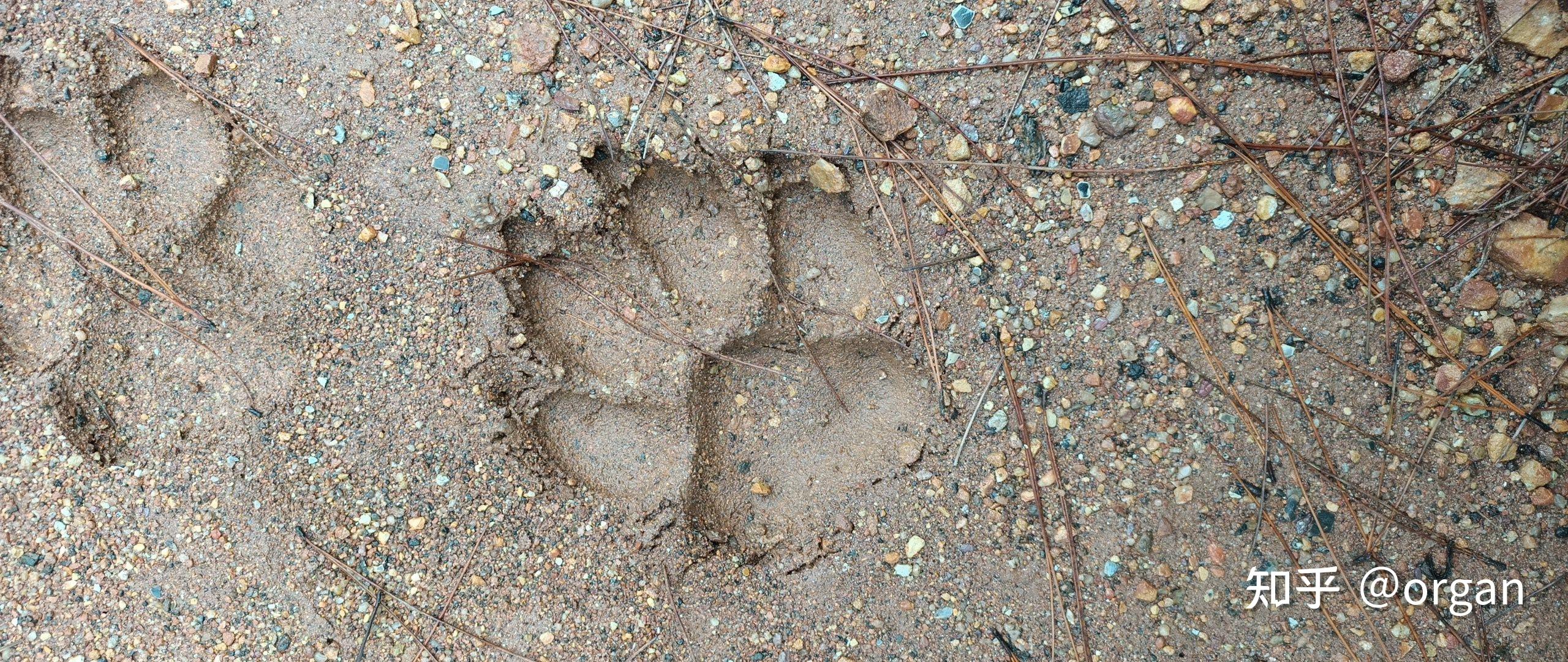 看看这是什么猫科动物脚印? - 知乎