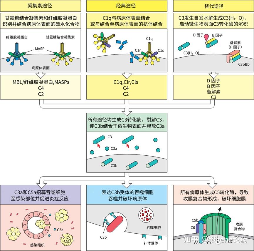 补体系统与固有免疫(一) - 知乎