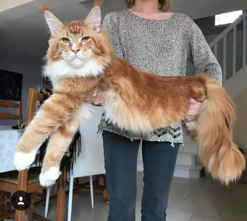 连抱猫的正确姿势都不造,你还说自己爱猫 - 知乎