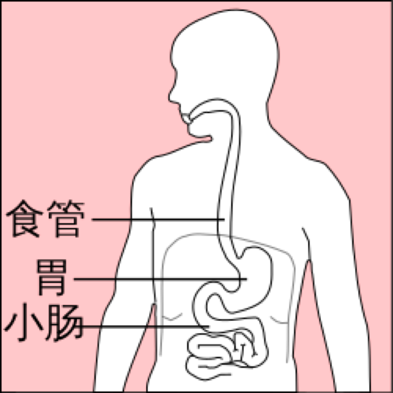 但是撐大以後如果一段時間強制性減少自己的食量少量多餐胃還能變小麼