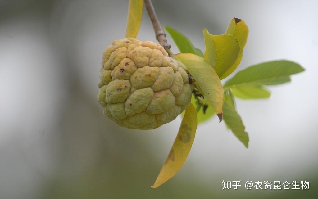 释迦果开花了,但是还没有结成果,是肥力不够吗? - 知乎