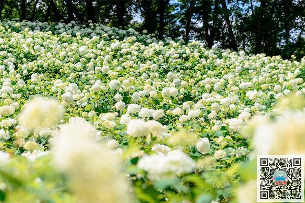 雨季的清新色彩 日本10大最美紫阳花名所 知乎