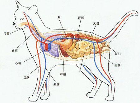 猫的内脏生理解剖图图片