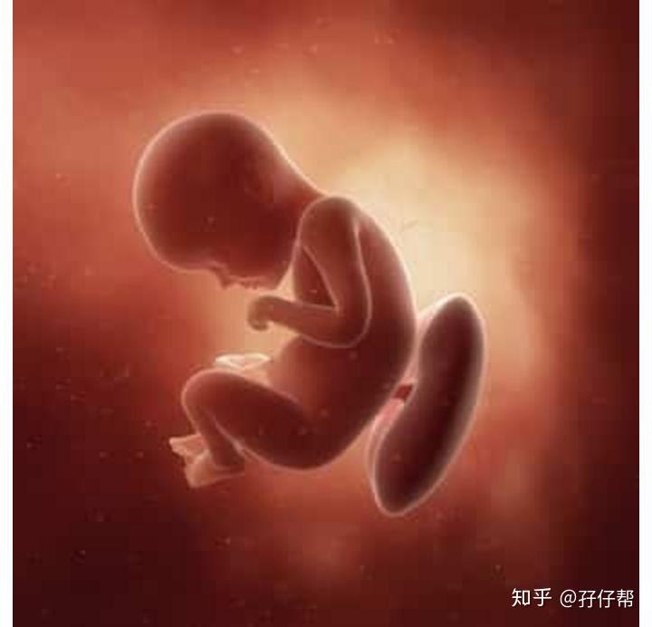 怀孕29周胎儿图片真人图片