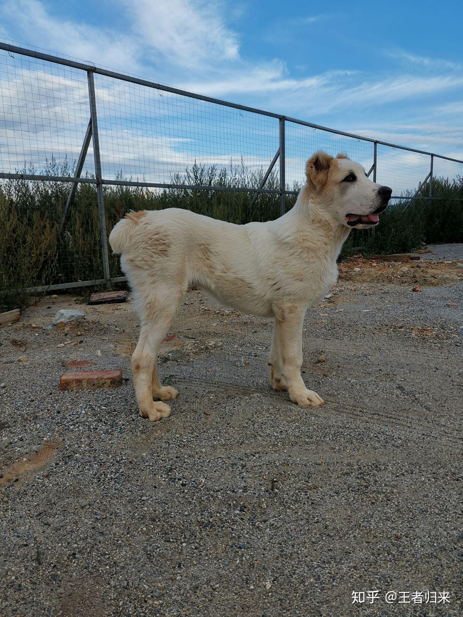 第一次养狗中亚牧羊犬估计也是我们大理第一只中亚