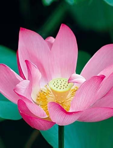 红莲花(pink lotus): 划出一股红光专注之力,一朵繁茂之心花开放,让