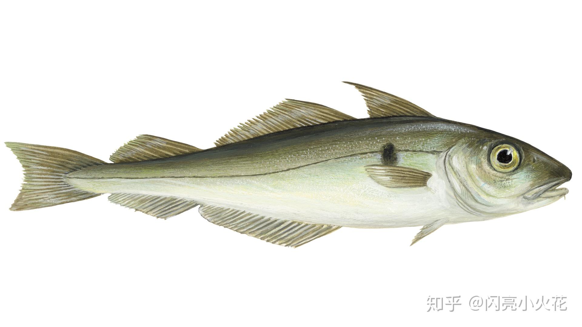fish and chips的主食材传统会使用cod或haddock,基于新鲜供应和采购