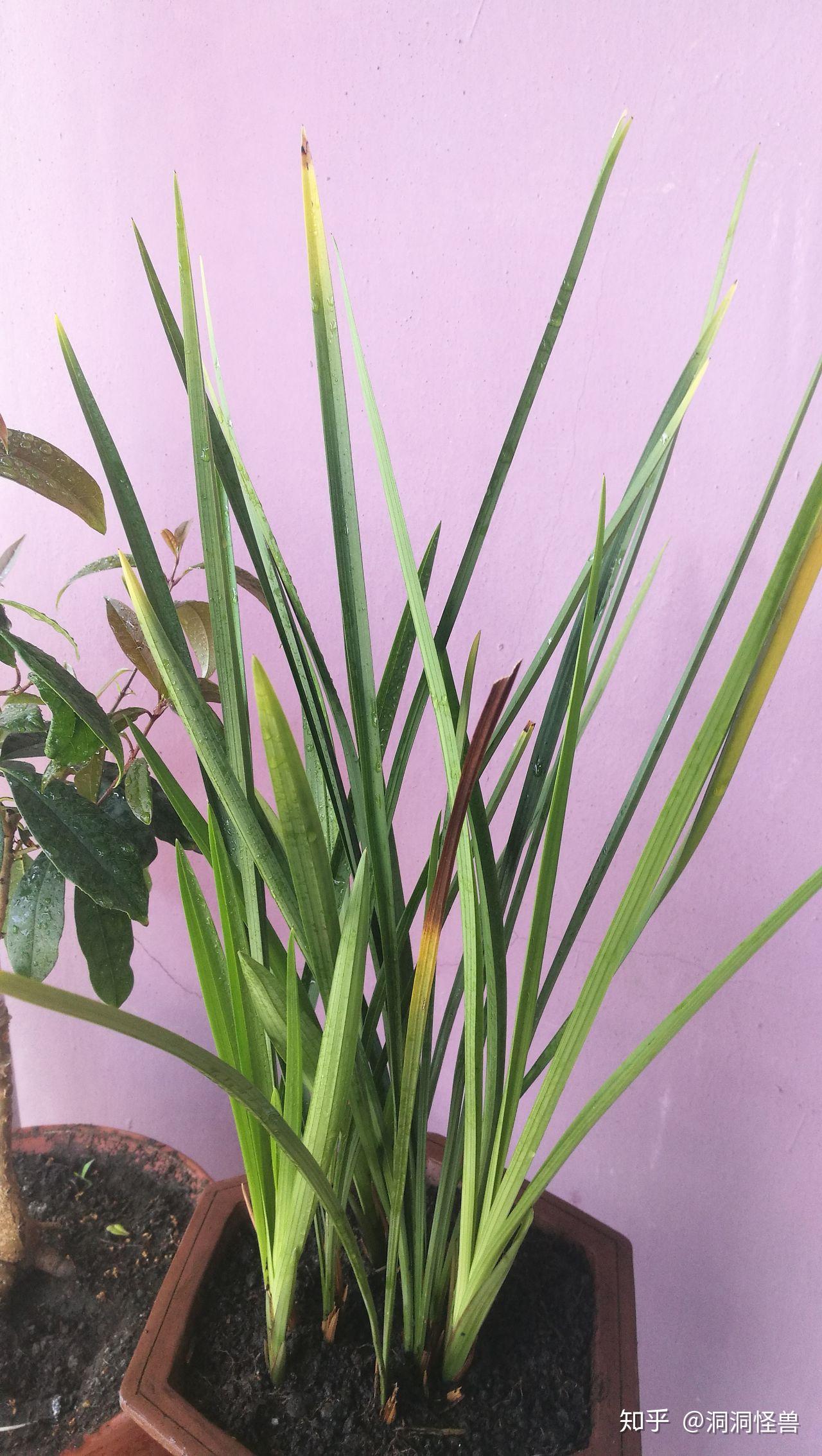 剑兰叶子由上到下慢慢焦枯,看着很心疼,怎么缓解.