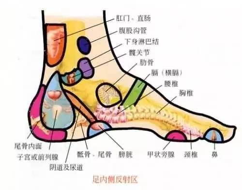 具体方法就是按摩脚上的膀胱反射区